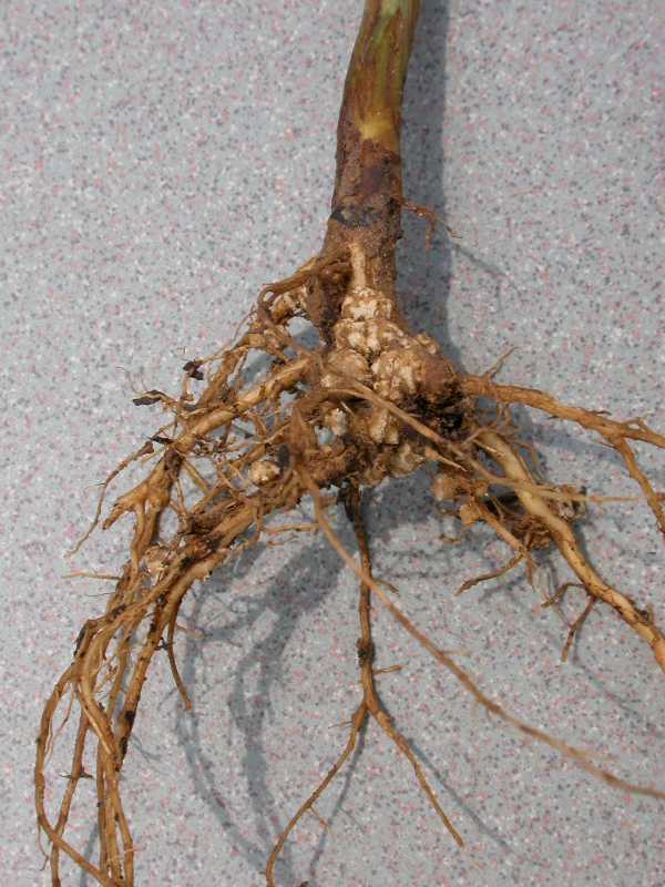 root knot nematode root knot nematodes
